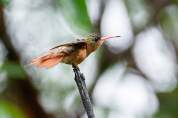 colibrí © alfredo914
