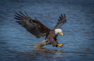 american bald eagle in flight