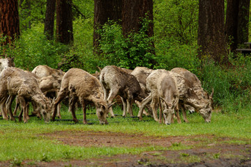 Rocky Mountain Bighorn Sheep