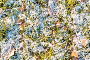 First snow on the green grass and fallen leaves in autumn. Symbol of the coming winter. Natural background texture