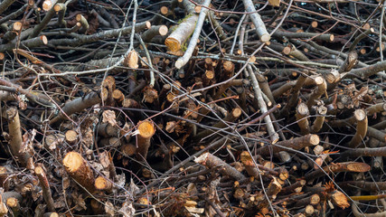 Branches of trees stacked in a pile, background, texture