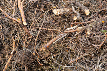 Branches of trees stacked in a pile, background, texture