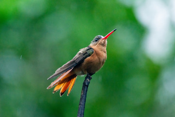 colibrí © alfredo914