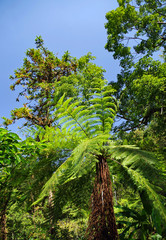 B&auml;ume in den Subtropen