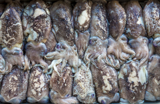 Cuttlefish