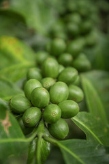 Coffee beans ripening on tree in North of thailand. fresh coffee cherry