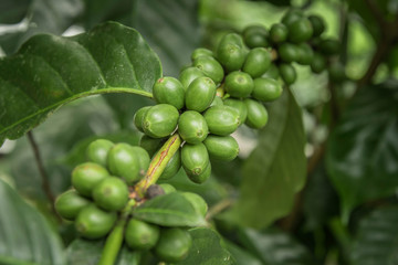 Coffee beans ripening on tree in North of thailand. fresh coffee cherry