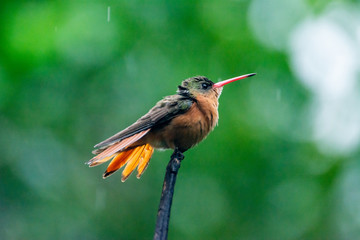 colibrí © alfredo914