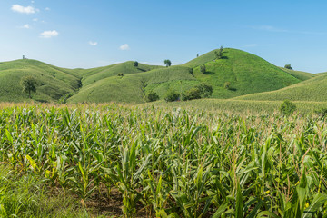 Fototapeta na wymiar Corn industry on the Mountain in Thailand.