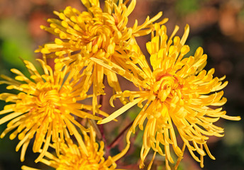 Obraz premium Yellow chrysanthemum, in the garden