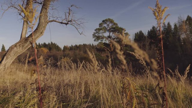 Blurry fresh summer foliage of trees in backlight of sunset cozy shining sun with sunflares and sunbeams. Nature landscape. Peaceful scene. Forest trees and sunlight low angle shot.