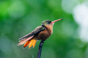 colibrí