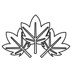 natural big leaves background