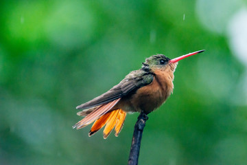 colibrí © alfredo914