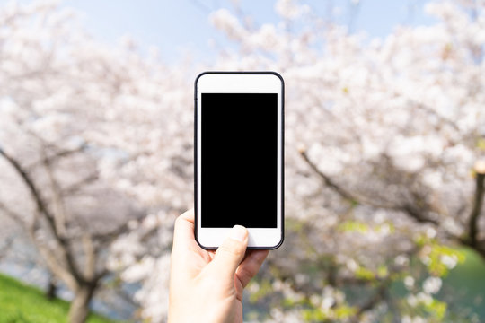 using smart phone to taking photo to cherry blossom 