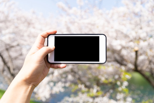using smart phone to taking photo to cherry blossom 