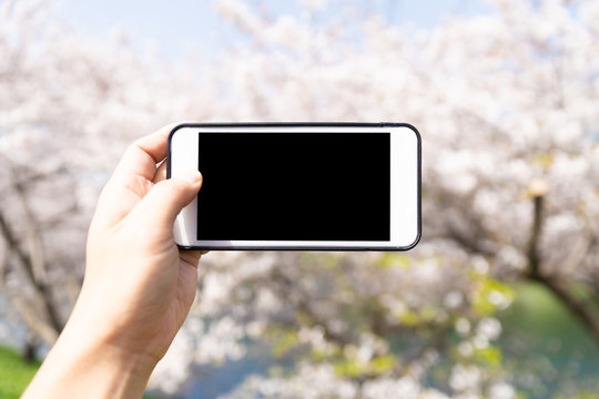using smart phone to taking photo to cherry blossom 