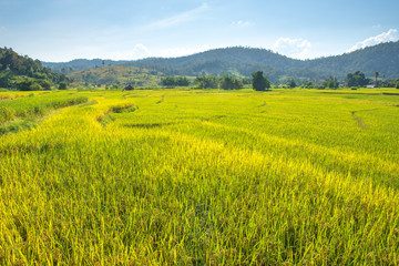 Rice fields with mountain.