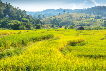 Rice fields with mountain.