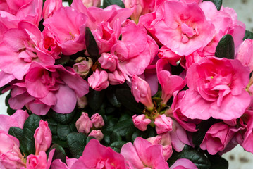 Rhododendron indicum Azalea indica, pink azalea in bloom, organic garden Guatemala.
