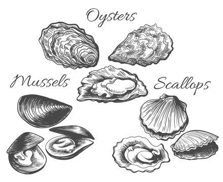 Oysters and scallops sketch. Clam seafood and mussels vector ink hand drawn vector illustration