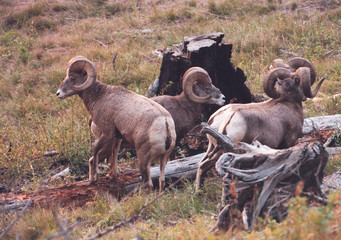 Rocky Mountain Bighorn Sheep