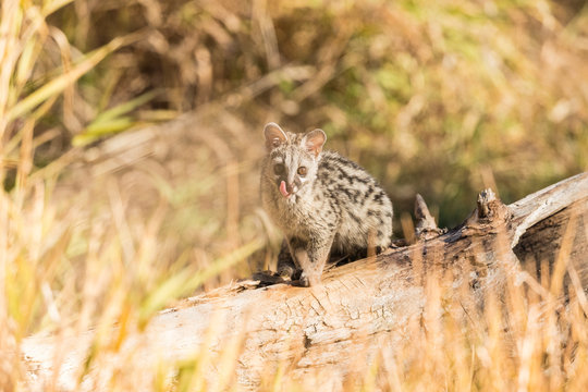 Common genet looking at the camera