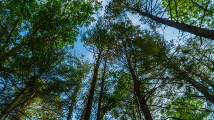 Fototapeta premium Trees