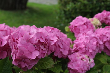 Hydrangeas