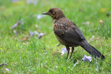Blackbird
