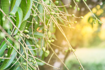 Mango flower on tree. Agriculture concept.
