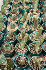 Small cactus in pots, garden in Central America, Guatemala, cultivation and sale.