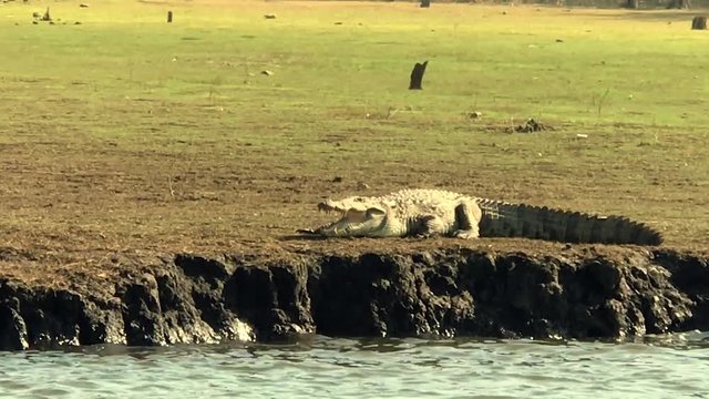Handheld shot of a huge crocodile as it walks along the banks of the kabini river.