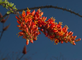 flor de ocotillo