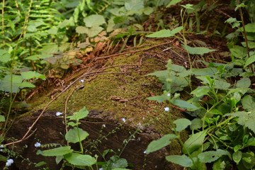 Mossy Log Close up