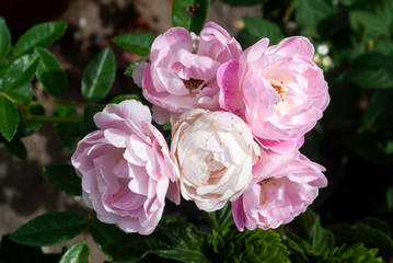 Wild and oganic rose flower, pink, love, tropical, fresh, romantic. Rosaceae