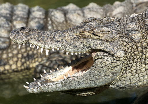 Crocodile with open mouth showing his teeth