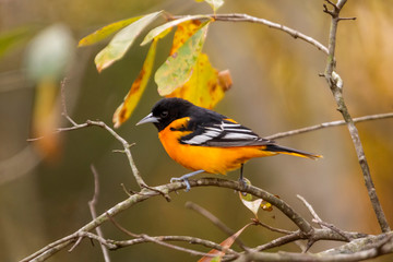 Male Baltimore Oriole, fall, North Carolina