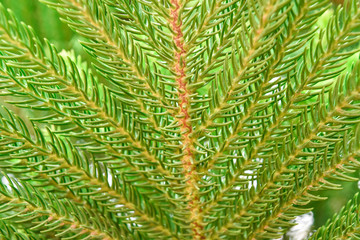 Branch pine blade. Christmas day concept.