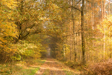 Golden autumn in deciduous forest, Europe