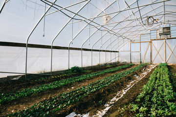High Tunnel Farming Greenhouse