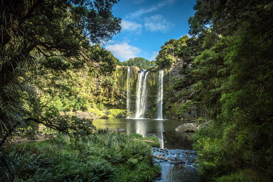 Whangarei Falls is located in Whangarei Scenic Reserve in New Zealand's north island. Curtain waterfall seen from distance.  Lush green native bush in the foreground