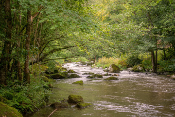 Obraz premium Bach mit Wald in Obermühl an der Donau in Oberösterreich