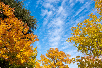 Fototapeta premium tree fall season