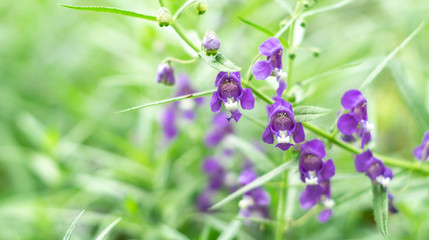 Angelonia goyazensis Benth. or Thai forget-me-not.