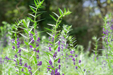 Fototapeta premium Purple Angelonia goyazensis Benth flower in garden.