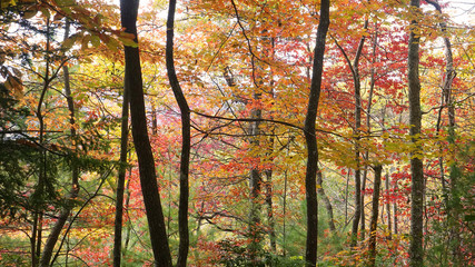 A colorful view of fall foliage in the Appalachian Mountains of North Carolina.