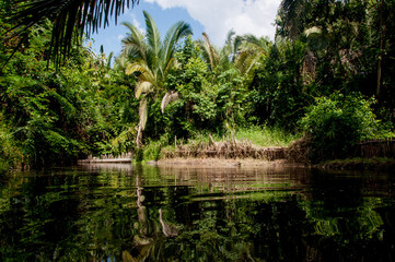 Landscape with tranquil lake with vegetation on the bank in Maranhão - Brasil