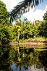 Fototapeta na wymiar Landscape with tranquil lake with vegetation on the bank in Maranhão - Brasil