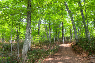 Fototapeta premium 新緑のブナ林